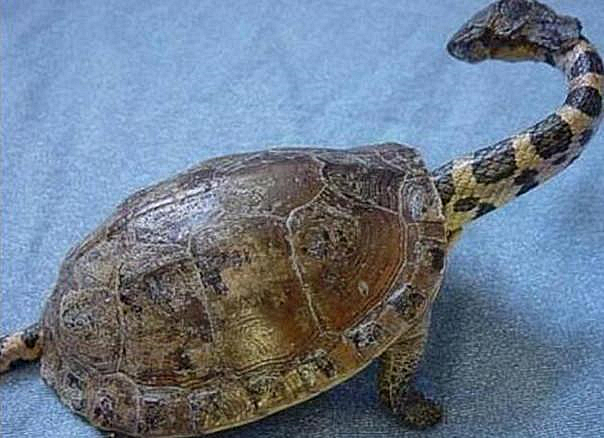 小伙意外捡到一只巨龟,男子在野外捡到了一只小刺龟