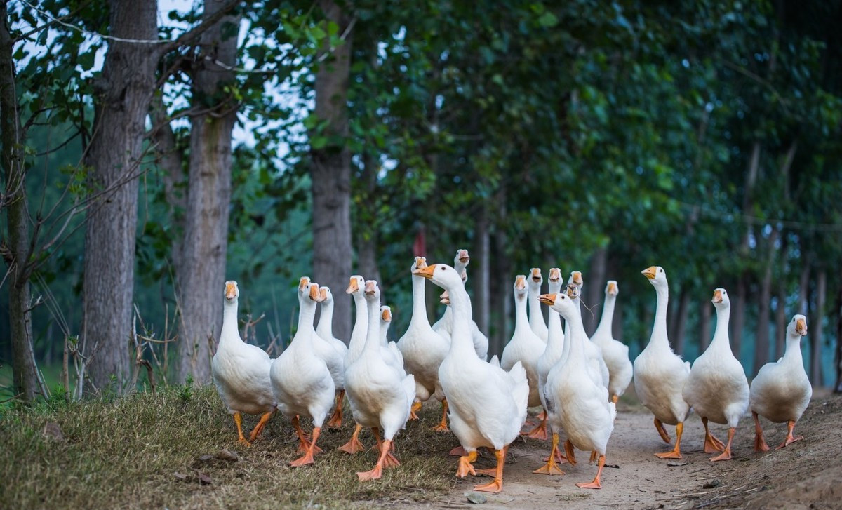 蛇碰到鹅粪后身体会溃烂,鹅粪对蛇有什么危害