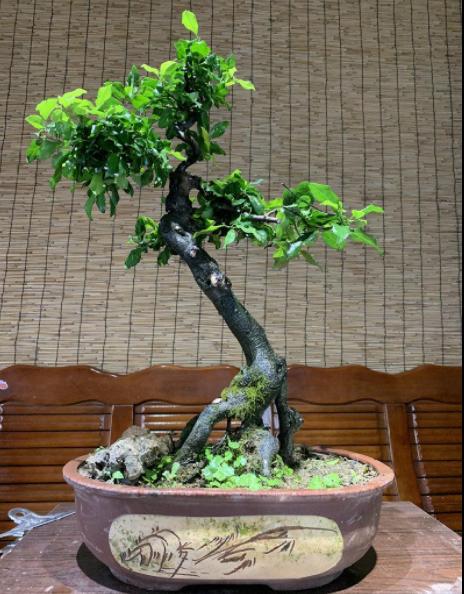 金弹子怎样促进出芽,金弹子拆膜回芽怎么补救