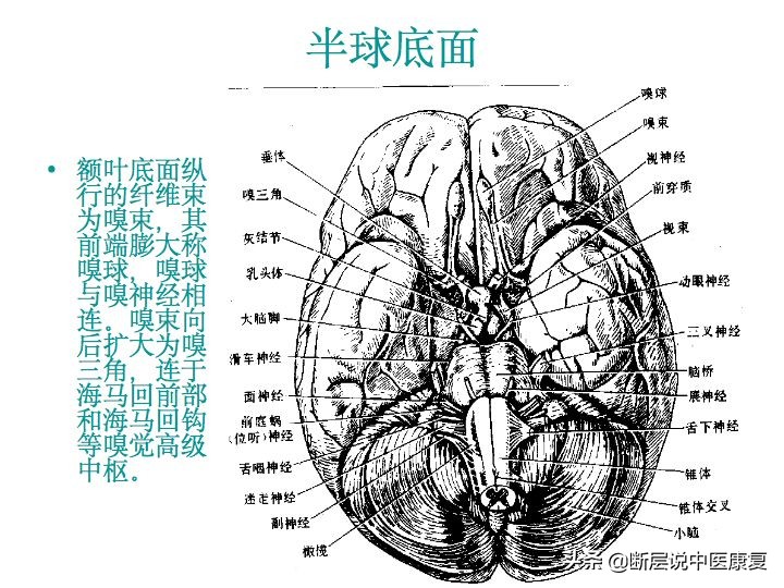 中枢神经系统断层解剖讲解,中枢神经3d解剖动画