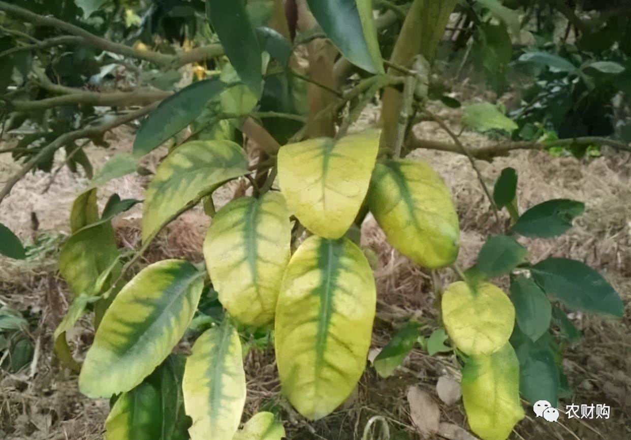 柑橘爱媛用什么肥能提早上市,脐橙爱媛