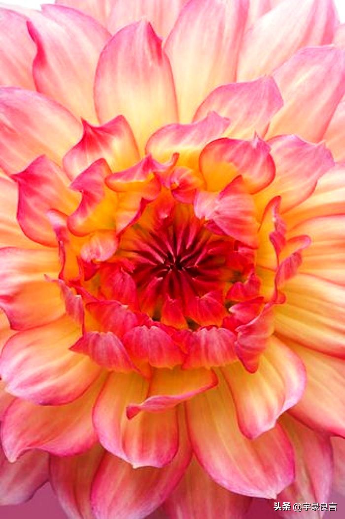 适合成年人黑色的幽默段子,最新的黑色幽默的段子