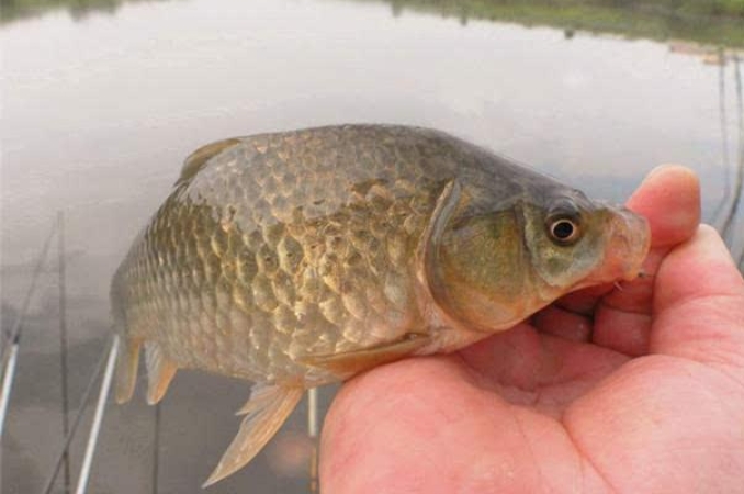 小鲫鱼钓大鲫鱼,小鲫鱼成群怎么钓