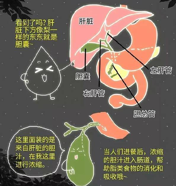 胆结石完整病例,胆结石手册