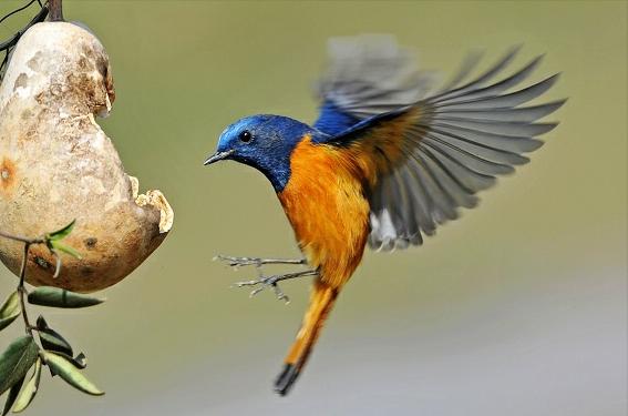 广东常见鸟类图谱和名称图文,东江揽胜鸟类