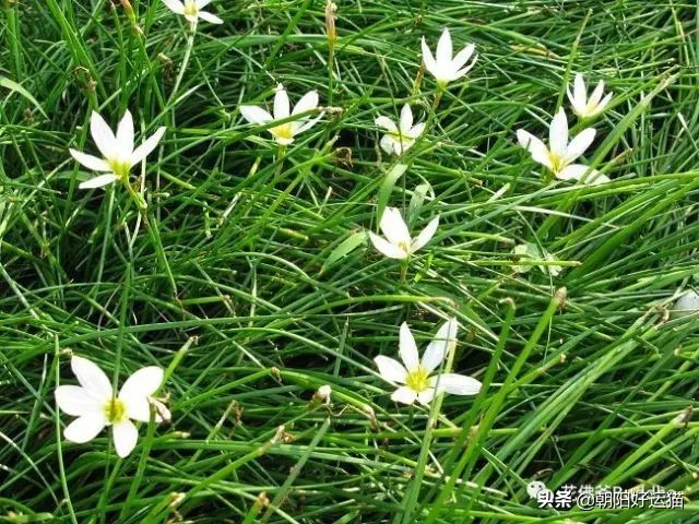 你见过如此珍贵的兰花吗,带你了解兰花