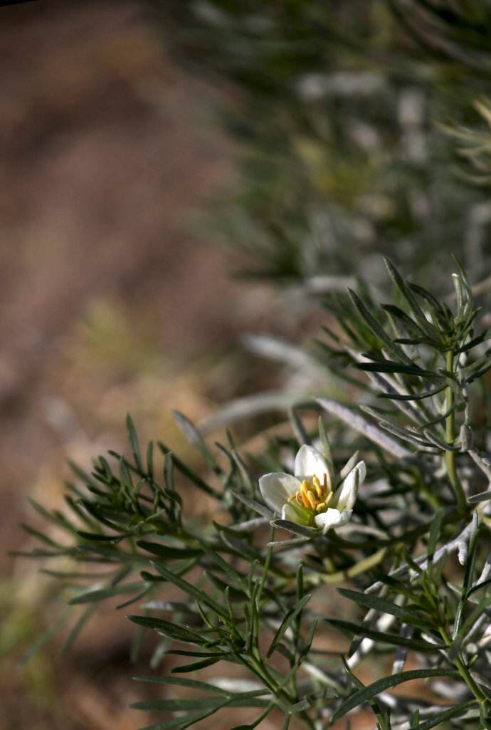 骆驼蓬是一种什么药材,中药材骆驼蓬配方