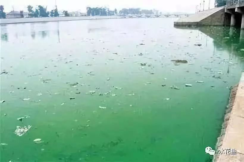 裸藻和裸甲藻是同一藻类吗,蓝藻与绿藻的相同点