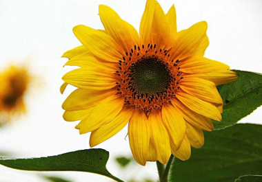 向日葵怎么扦插,泰迪向日葵可以扦插吗