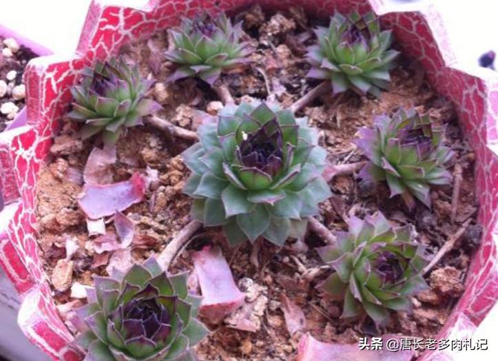 多肉观音莲夏天需要修剪吗,多肉观音莲怎样发侧芽