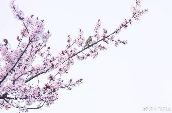 濡備綍鍖哄垎妯辫姳妗冭姳姊ㄨ姳鏉忚姳娴锋,妯辫姳妗冭姳鏉庤姳鏉忚姳濡備綍鍖哄垎