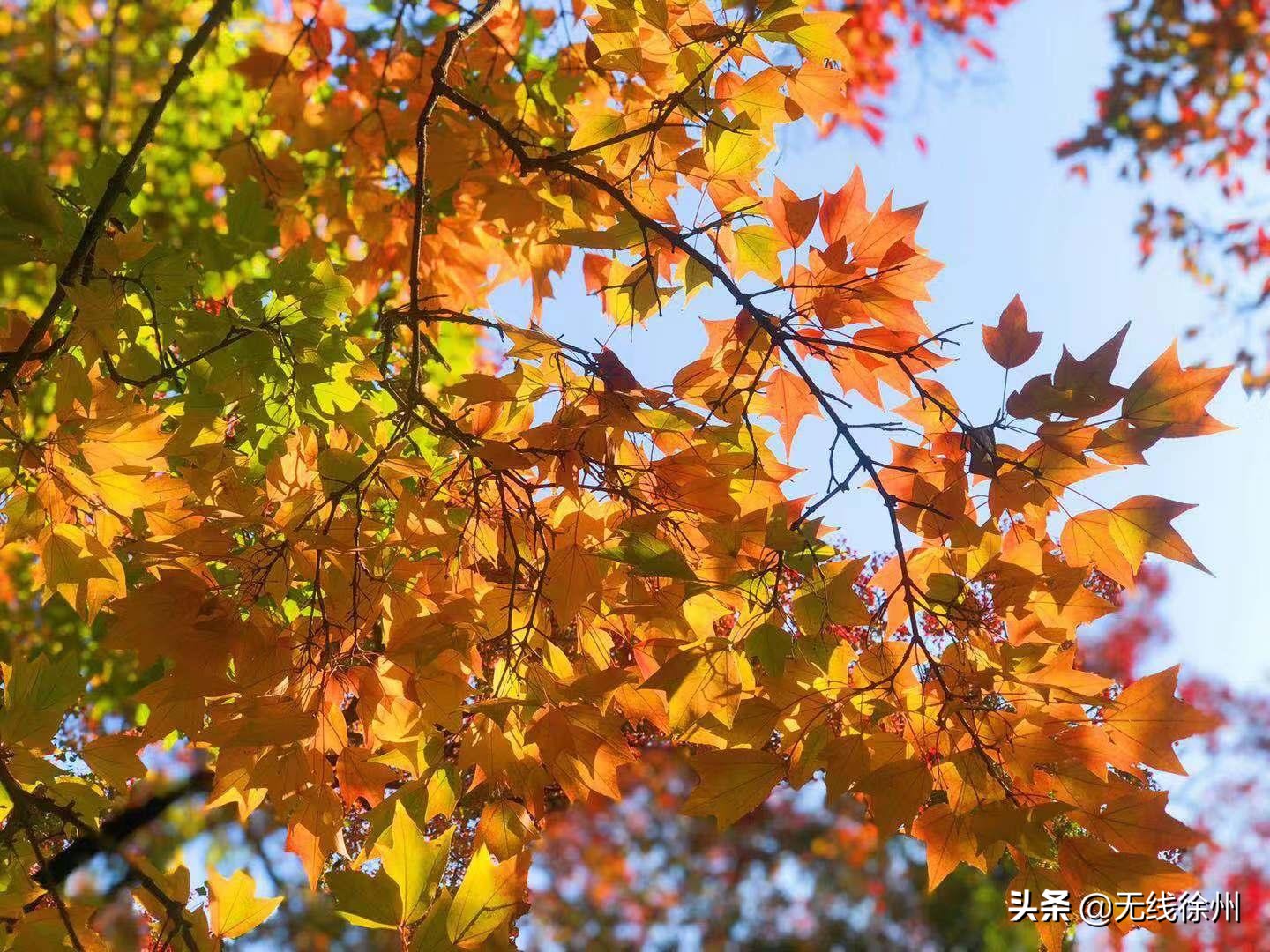 四色的徐州之秋，你最爱哪一款？