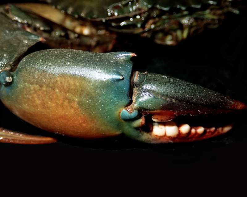 肉蟹膏蟹黄油蟹是同一个品种吗,三门青蟹是肉蟹还是膏蟹