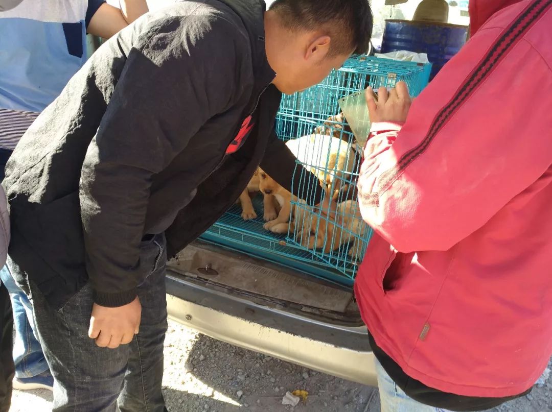 顾客开价600元收购多只，商贩却表示拉布拉多犬最少700元一只！