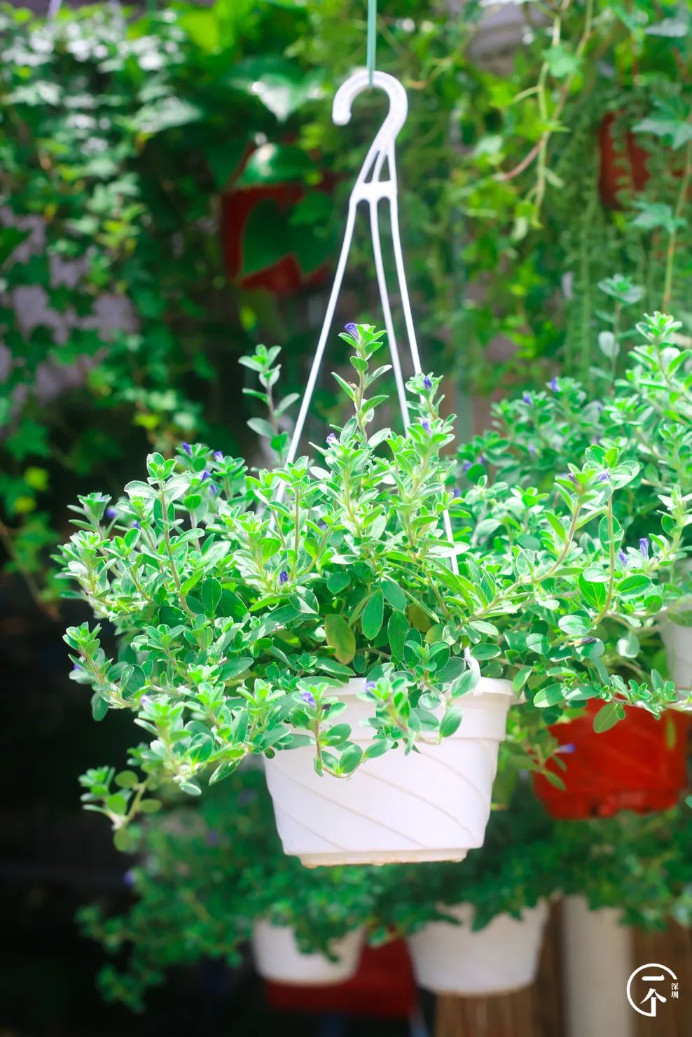 深圳布吉房租走势,布吉租房大概是什么价位