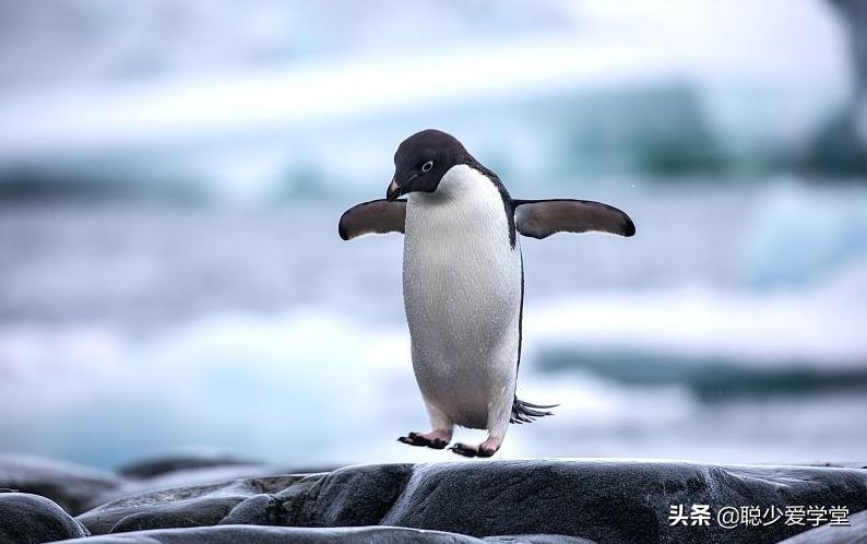 企鹅怎么运营,企鹅自媒体怎么注册挣钱