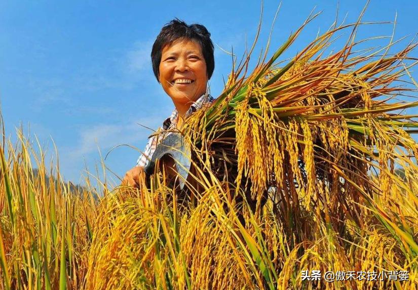 农作物苗期用哪个调节剂比较好,作物生长调节剂大全