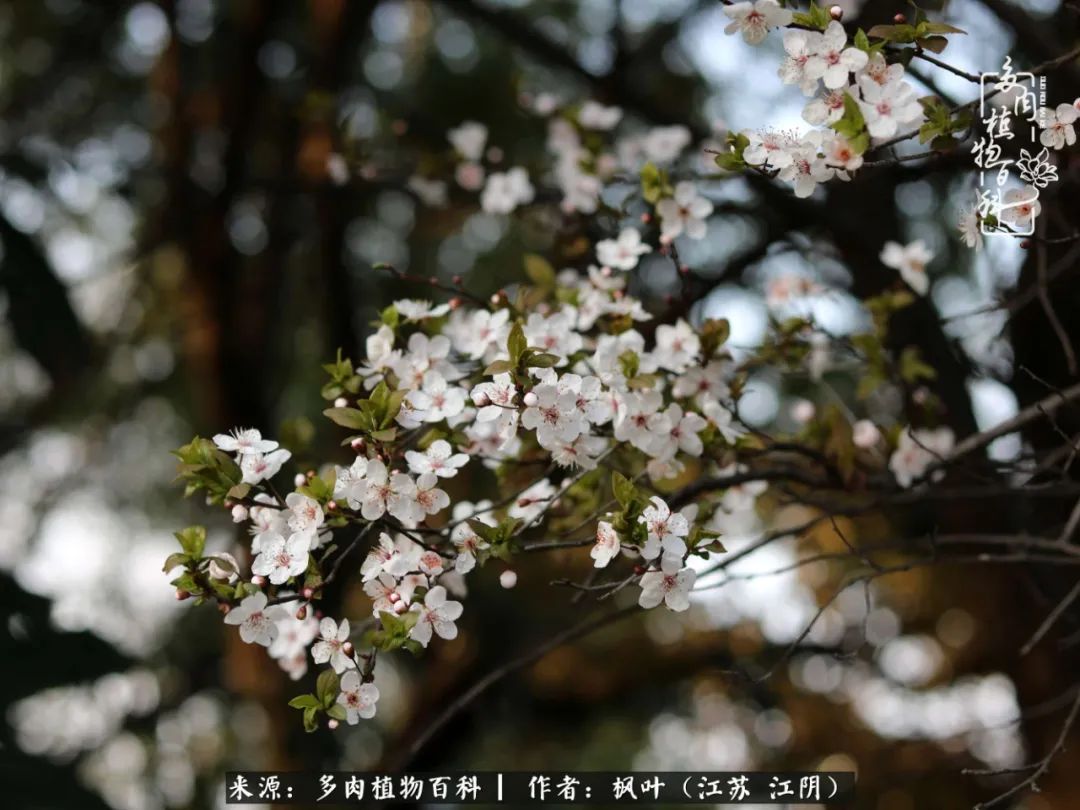 春有约,花不误,多肉与春天有个约会