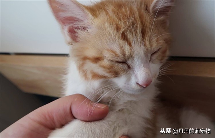 猫咪瘦了是什么原因,猫咪各方面正常但是越来越瘦