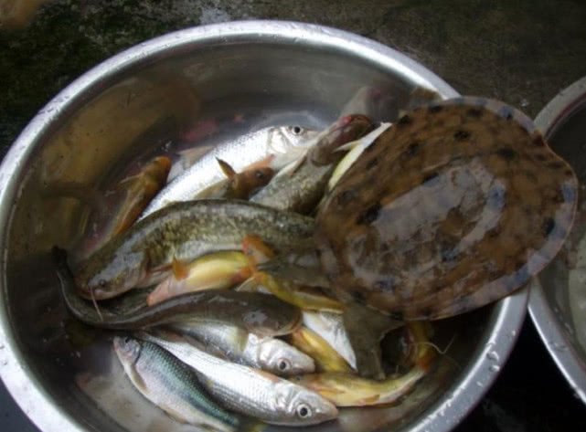 池塘钓野生甲鱼的最佳方法,野生甲鱼的生活习性及钓法