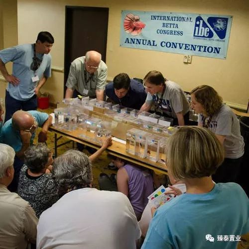 暹罗斗鱼——色与美的战舞