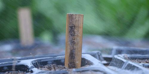 番茄锅酸甜番茄,超浓郁的番茄火锅吃一次就爱上了