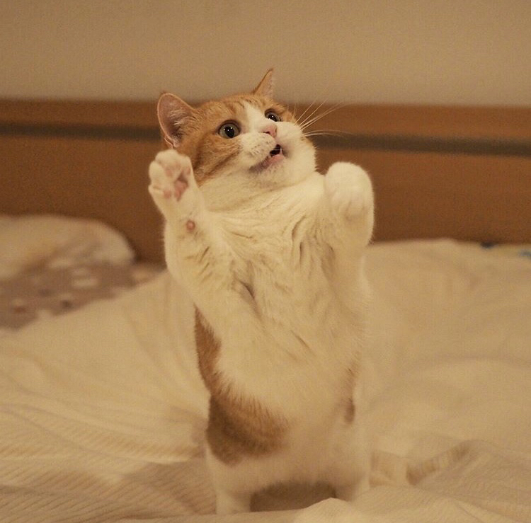 几天没回家猫咪突然变得特别粘人,怎么才能让猫咪变得粘人