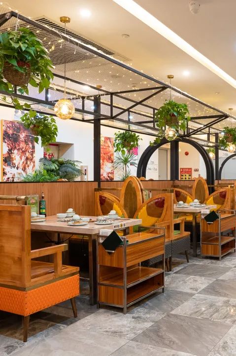 泰国鸡和缅鸡杂交后代,中泰越混血椰子鸡