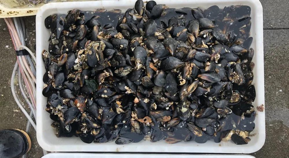 二月份威海海鲜价格,威海海鲜价格实时查询系统