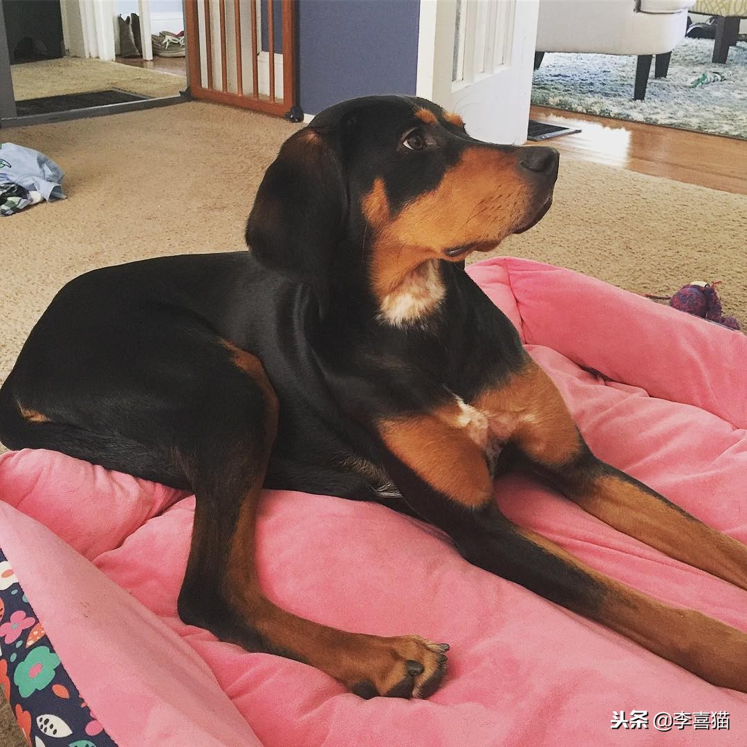 狗狗总是叫怎么治,狗狗总是叫人该怎么制止