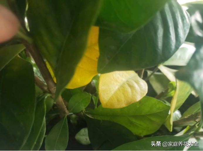 栀子黄叶浇硫酸亚铁多长时间恢复,大叶栀子出现落叶黄叶是怎么回事