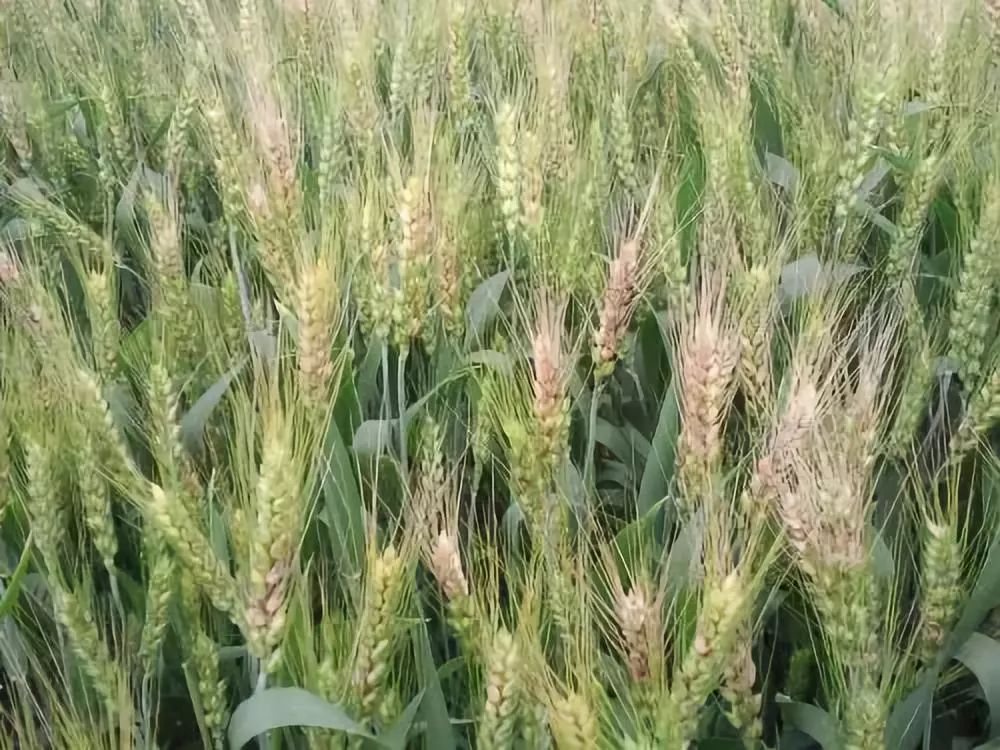 小麦已发生赤霉病怎么办,现在田间小麦已经出现赤霉病现象