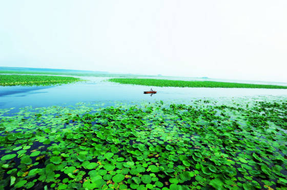 滕州赏花免费景点,滕州莲青山游玩攻略
