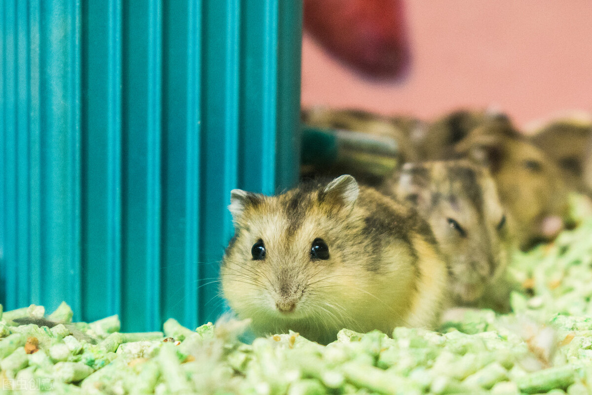 金丝熊一直咬笼子为什么,金丝熊为什么一直在咬笼子