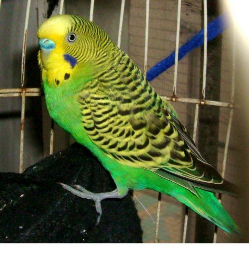 天气太热鹦鹉在家里怎么办,温度过高对鹦鹉有影响吗