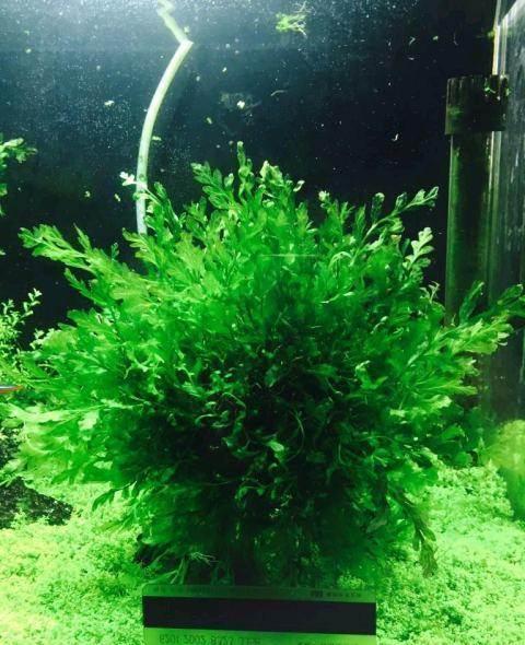 常见中景草,有什么比较好养的中后景草