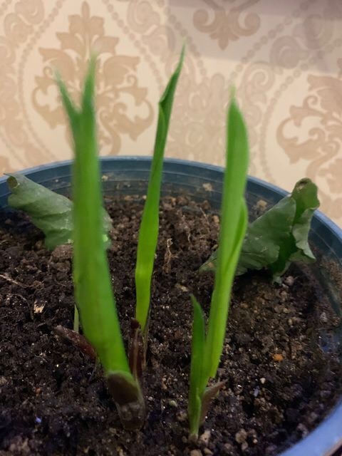 阳台只养一种花全年花开不断,适合庭院养的10种花