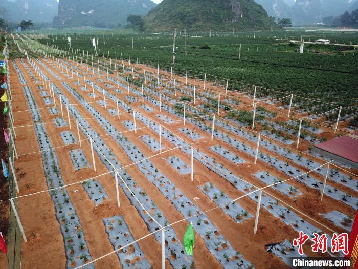 台湾辣椒大王是谁,辣椒大王台湾