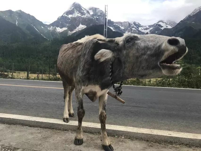 特别的萌给特别的你