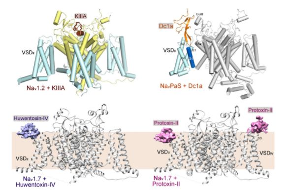 施一公与徒弟颜宁,施一公徒弟颜宁