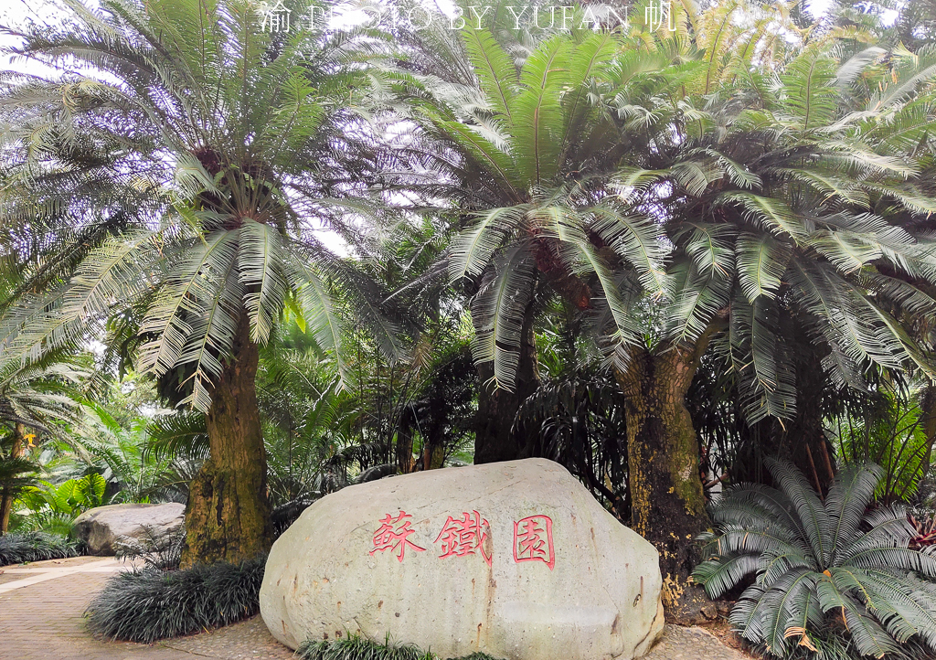 罕见万年铁树开花了,苏铁园千年铁树图片