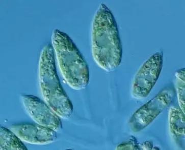 水产养殖业藻类的生命周期,水产养殖常见藻类植物