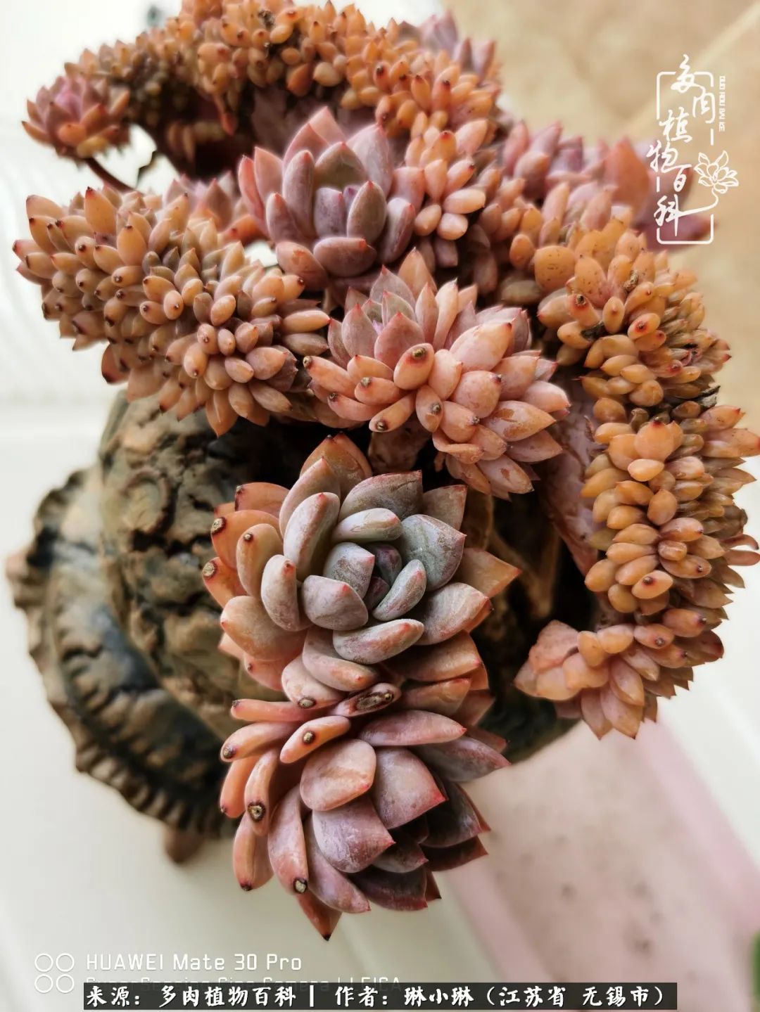 又到多肉变美时，一切都鼓励我积极向前