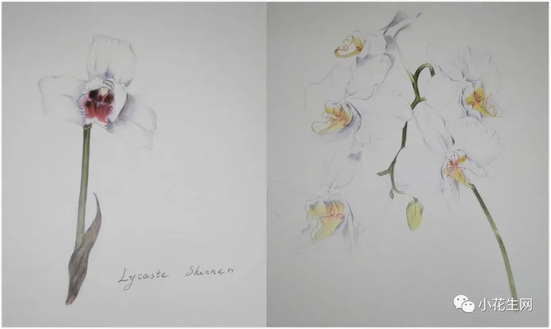 从零开始学绘画必备的画,从零开始学绘画第一步教程