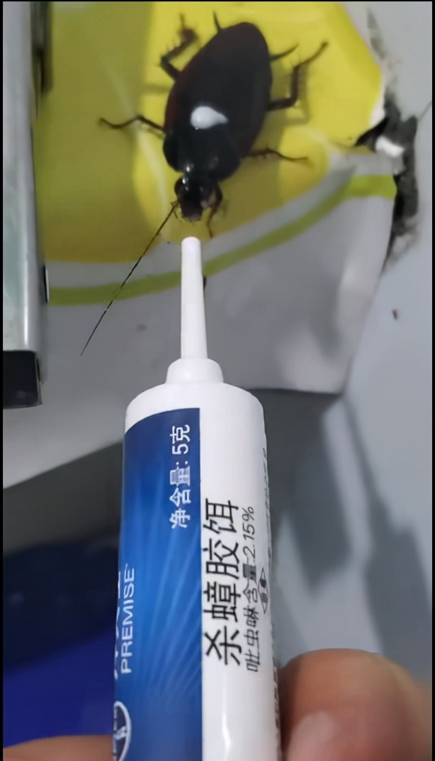 北方人第一次见到会飞的蟑螂,北方人第一次看到会飞的蟑螂反应
