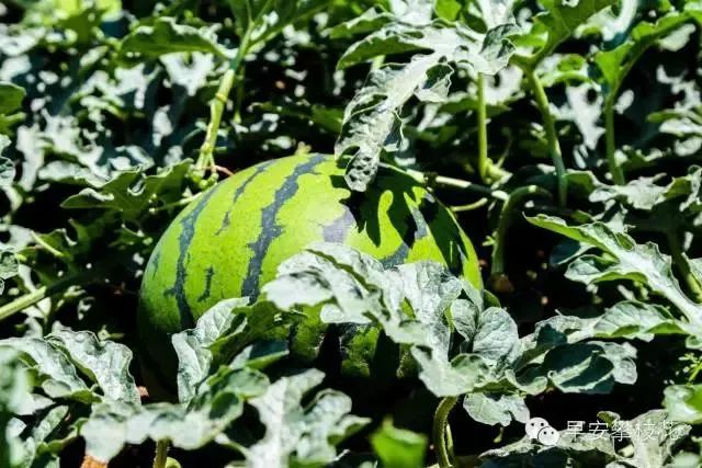 攀枝花哪种水果好吃 (攀枝花两种美味水果)