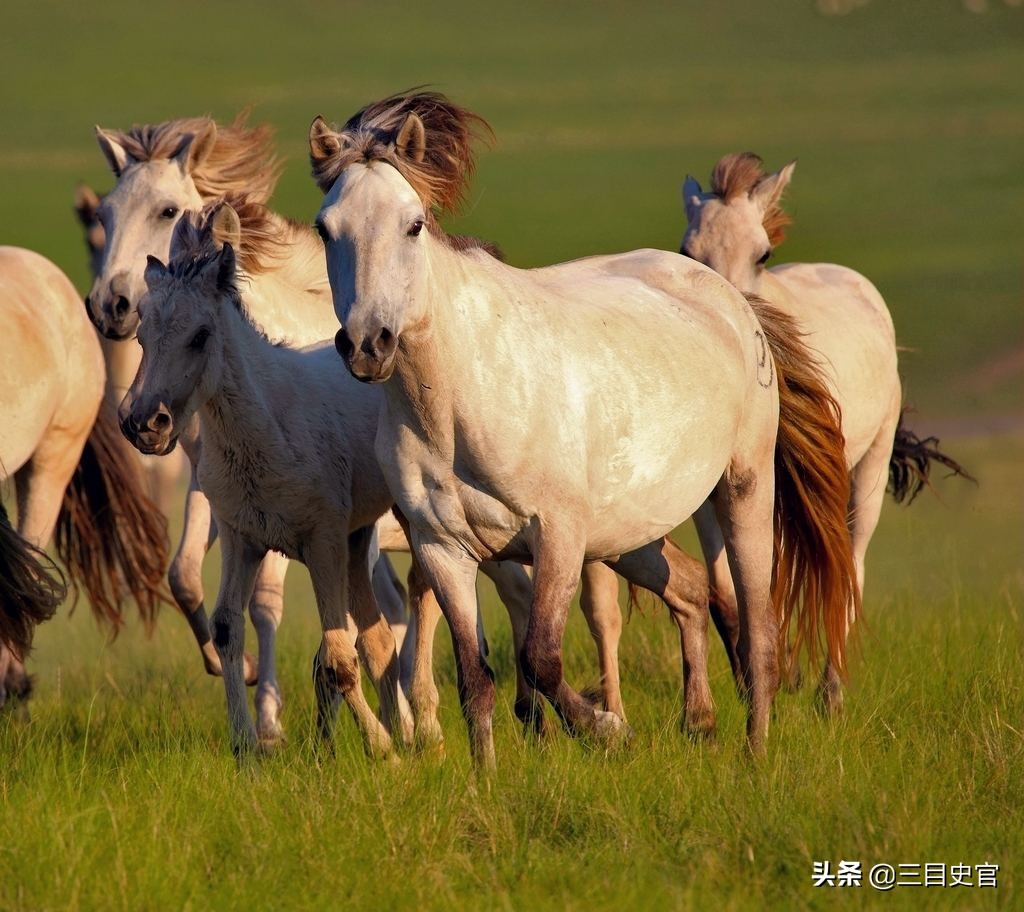 中国汗血宝马起源,中国目前繁育了多少汗血宝马