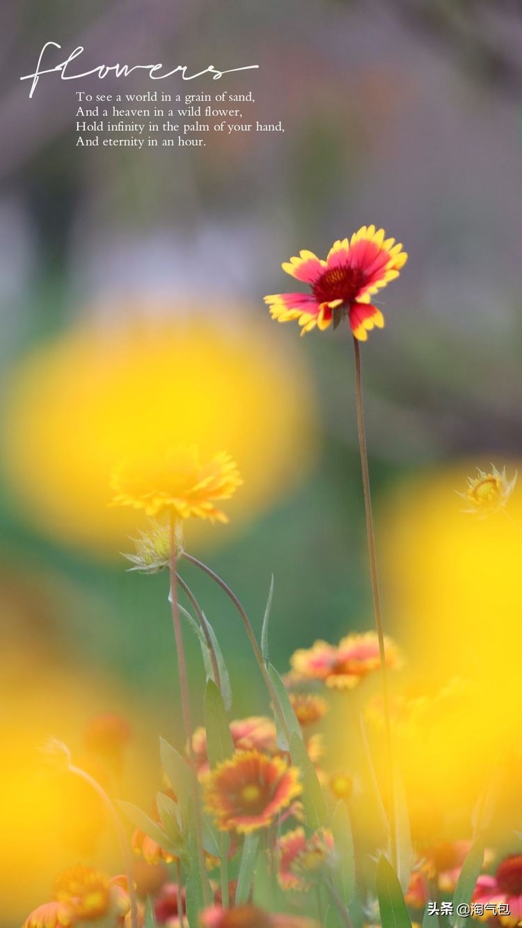 秋分一半热烈一半安详,秋分秋天分两半