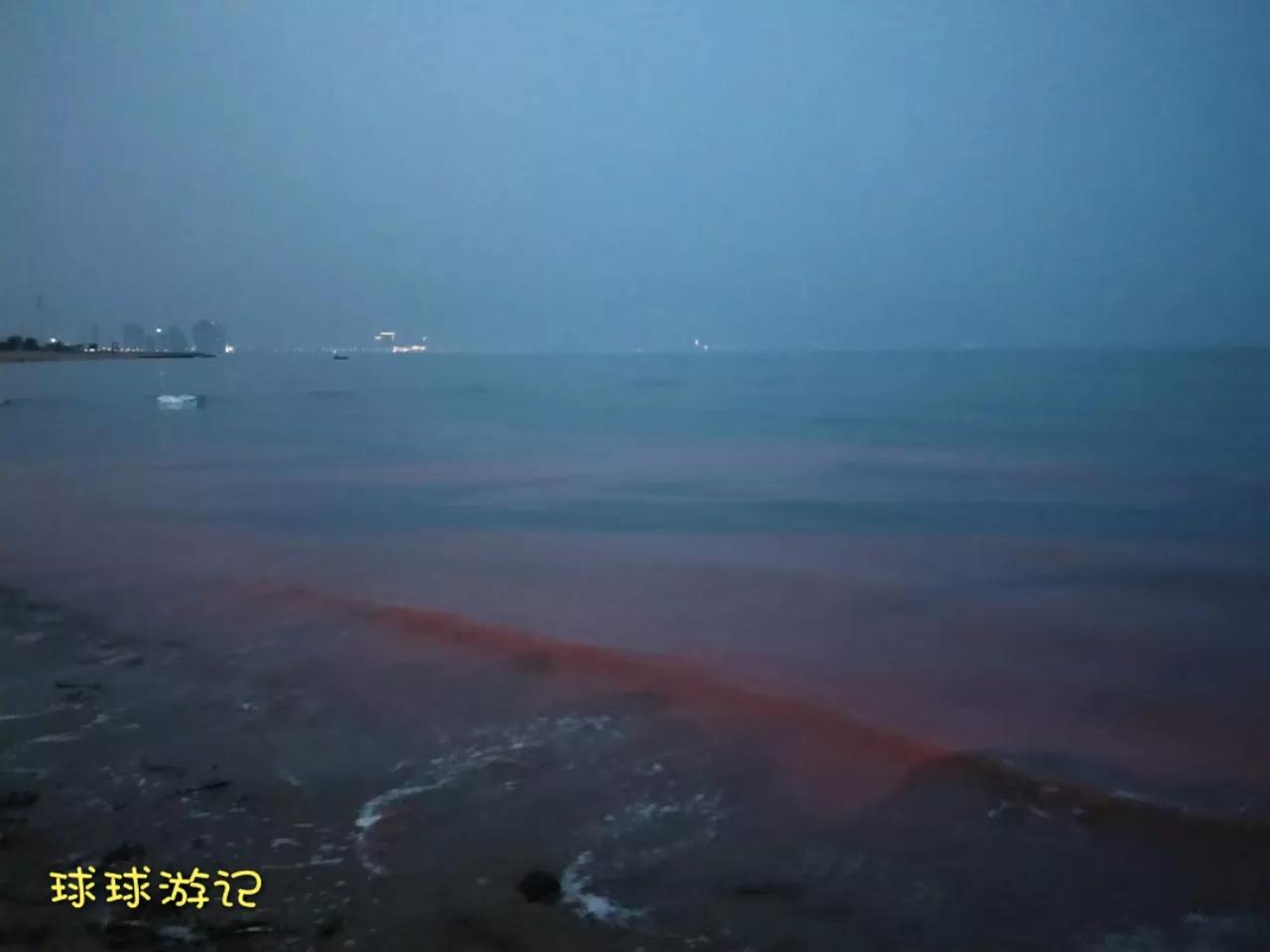 东戴河有蓝眼泪吗,中国海滩夜光藻