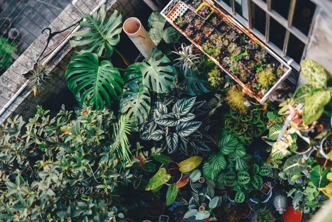 没花园怎么种花？从东北到广东，4位大神在室内种出植物园，绝美